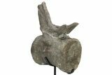 Sauropod Dinosaur (Camarasaurus) Caudal Vertebra - Colorado #209201-9